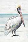 Pelican On The Shore II Art Print