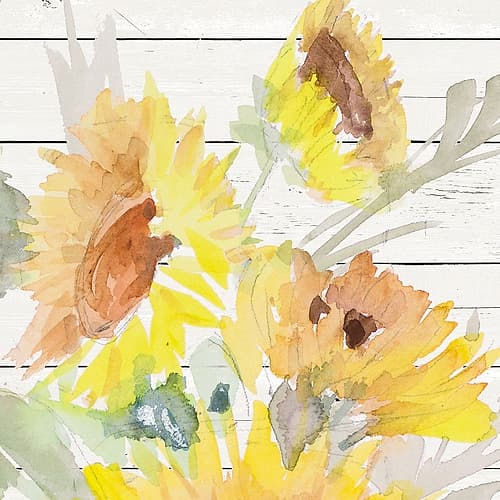 Blooming Sunflower Square III Art Print