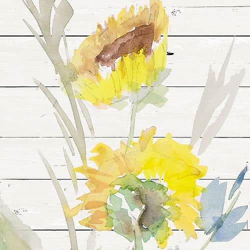 Blooming Sunflower Square I Art Print