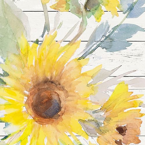 Blooming Sunflower Square II Art Print