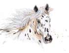 Appaloosa Art Print