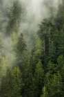 Smoky Forest II Art Print