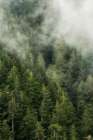 Smoky Forest I Art Print