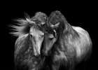 Horses in Love Art Print