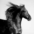 Black Horse Art Print