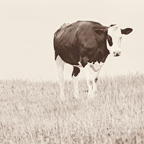 Vintage Cow on Field Art Print