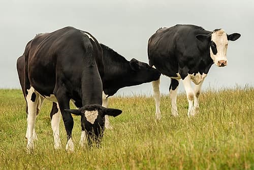 Country Cows Art Print by Andy Amos