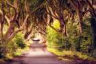 Wicked Trees Path Art Print