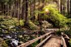 Nature Trails Art Print