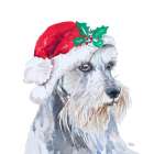 Holiday Dog IV Art Print