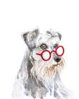Schnauzer Dog with Glasses Art Print