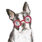 French Bulldog with Glasses Art Print
