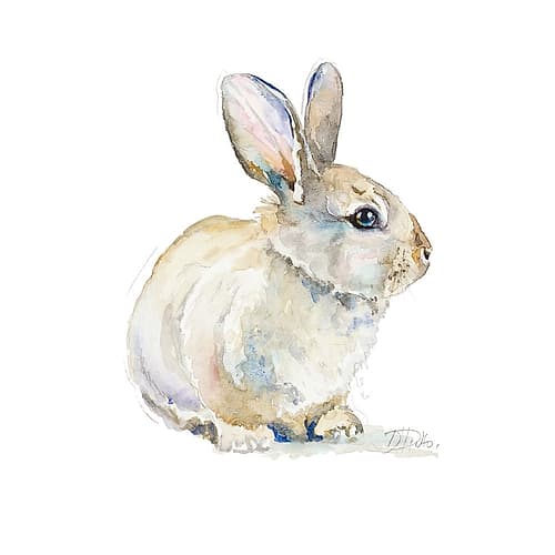 Baby Rabbit Art Print