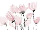 Follow Your Pink Dreams Art Print