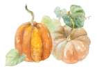 Pumpkin Harvest I Art Print