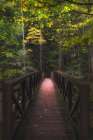 Woodland Narrow Boardwalk Art Print