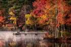 Woodland Dock Art Print