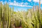 Cactus Garden Art Print