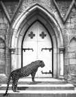 Holy Leopard Art Print