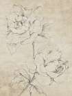Rose Sketch Sepia Art Print