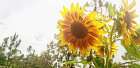 Summer Sunflower I Art Print