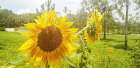 Summer Sunflower II Art Print