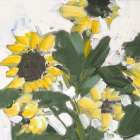 Sunflower Garden Art Print