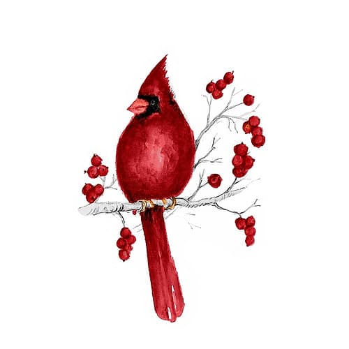 Winter Cardinal in Red II Art Print