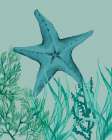 Showy Starfish Art Print
