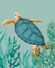 Showy Turtle Art Print