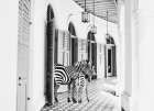 Zebra Hotel Art Print
