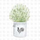 Farm Herbs II Art Print