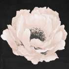 Pink Flower on Black II Art Print