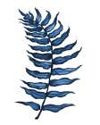 Blue Fern I Botanical Print