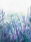 Lavender Garden I Art Print