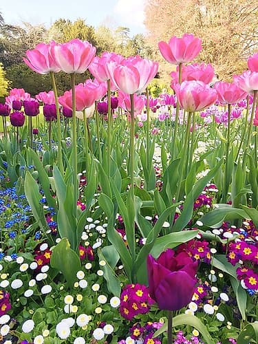 Spring Garden Art Print