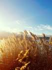 Beach Grass Art Print