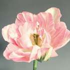 Pink Bloom Art Print