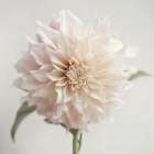 White Bloom From The Garden Art Print