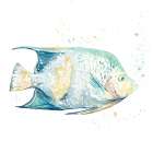 Pescado Azul Square Art Print
