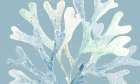 Ocean Coral On Blue Art Print