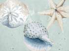 Sea Shells And Starfish Coastal Print