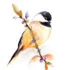 Watercolor Chickadee I