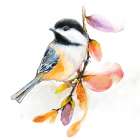 Watercolor Chickadee II Art Print