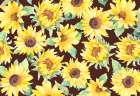 Blossoming Sunflower Garden Art Print