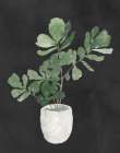 My Fiddle Leaf Fig On Black Art Print