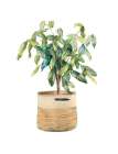 Ficus Tree In Basket