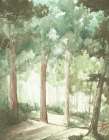 Walk in the Sunlit Woods Art Print