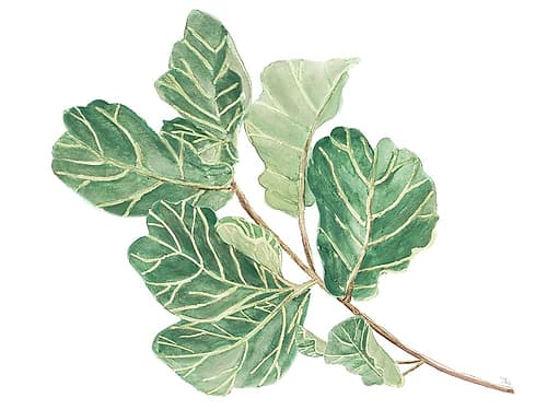 Fiddle Fig Leaf II Nature Print