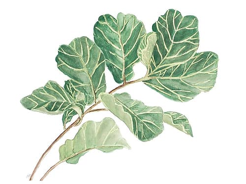 Fiddle Fig Leaf I Nature Print